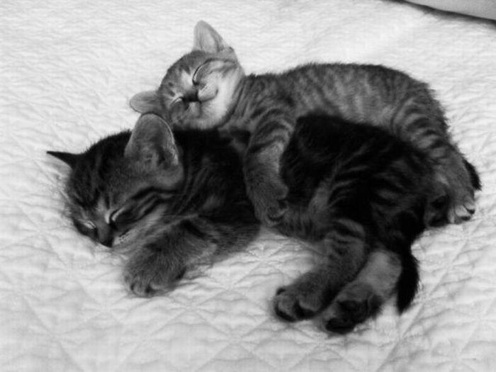cats_pics_collection_27 (700x525, 43Kb)