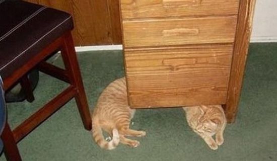 cats_pics_collection_30 (550x320, 25Kb)