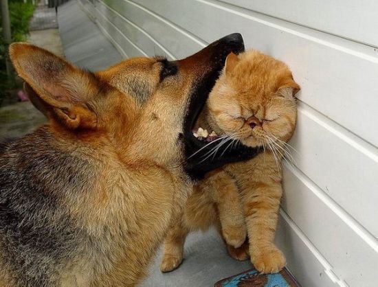 cats_pics_collection_47 (550x418, 48Kb)