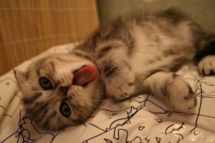 cats_pics_collection_50 (700x467, 51Kb)