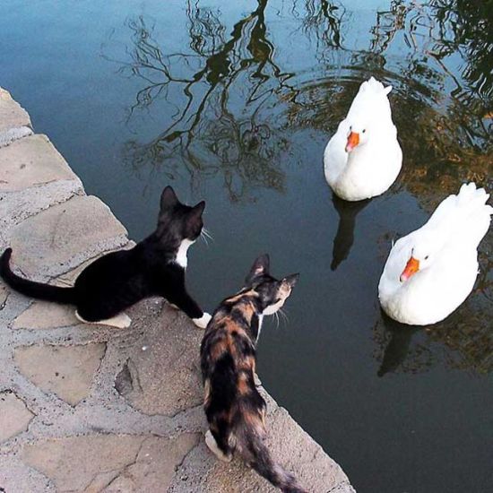 cats_pics_collection_62 (550x550, 61Kb)
