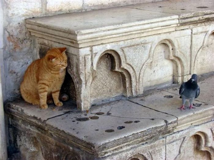 cats_pics_collection_66 (700x525, 71Kb)