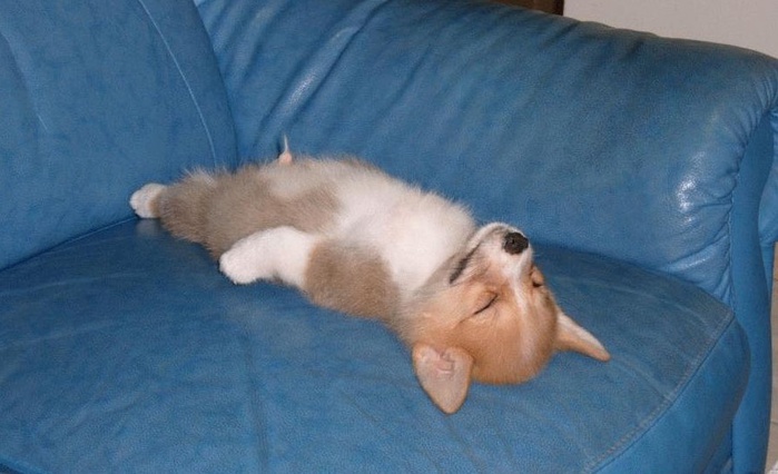 dogs-78 (700x426, 93Kb)