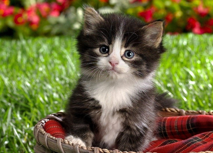 3869930_original_6_ (699x504, 130Kb)
