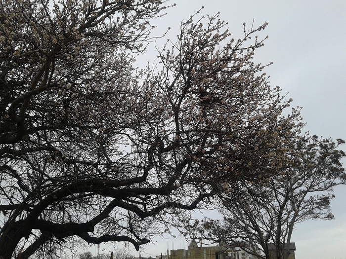 20140209_120340 (700x525, 373Kb)