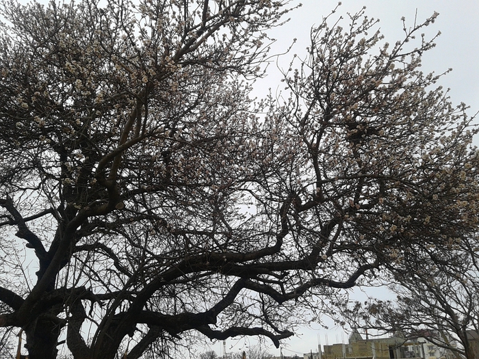 20140209_120345 (700x525, 392Kb)