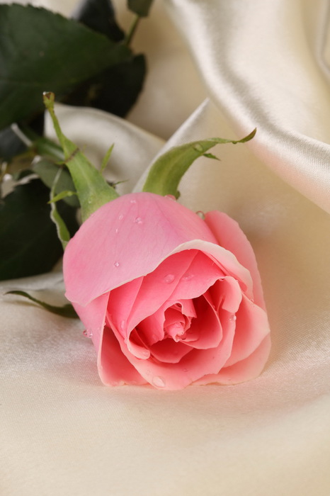 91464786_4_flowers_rose_021 (466x700, 67Kb)