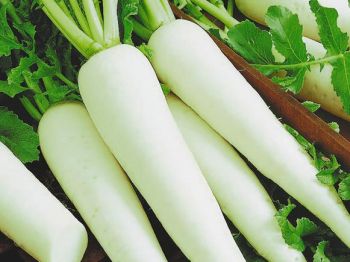 1392039669_1365152103_daikon1 (350x262, 19Kb)