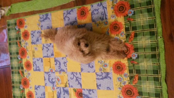 20140210_183712 (700x393, 231Kb)