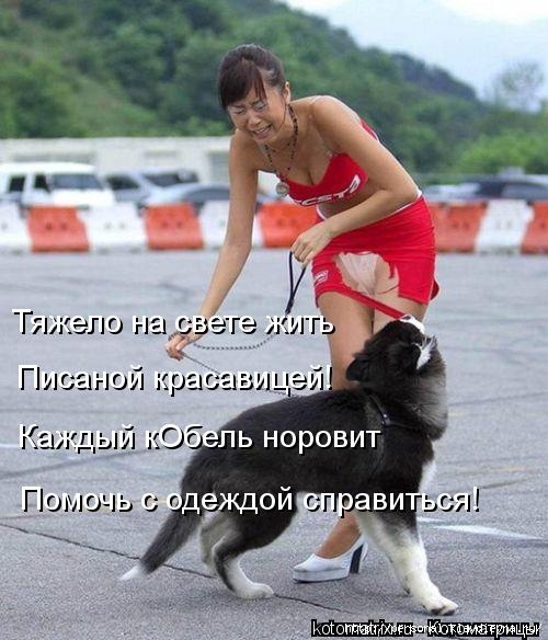 http://img0.liveinternet.ru/images/attach/c/10/110/123/110123942_kotomatritsa__.jpg