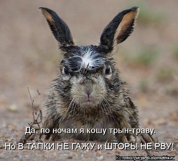 http://img0.liveinternet.ru/images/attach/c/10/110/123/110123968_large_kotomatritsa_gr.jpg