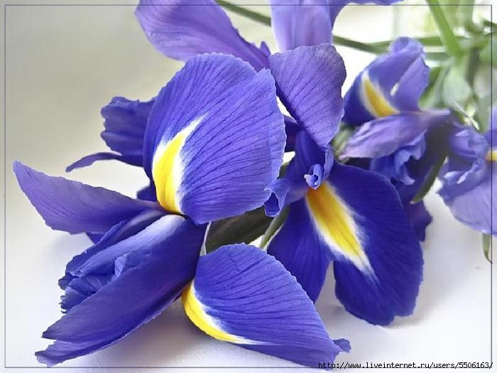 Iris_22 (700x525, 163Kb)