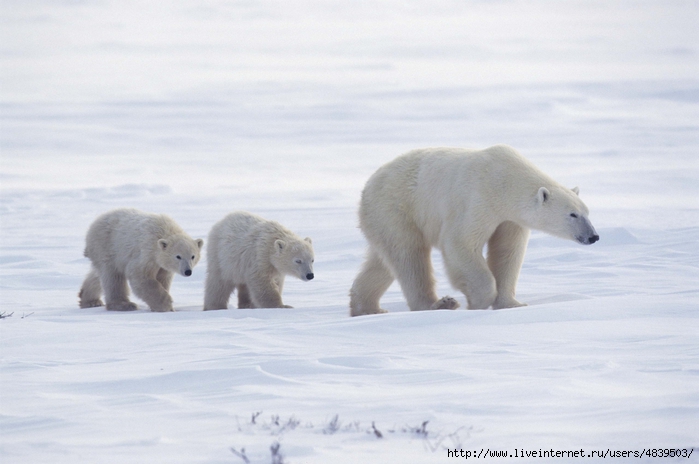 arctic_animals_002 (700x464, 183Kb)