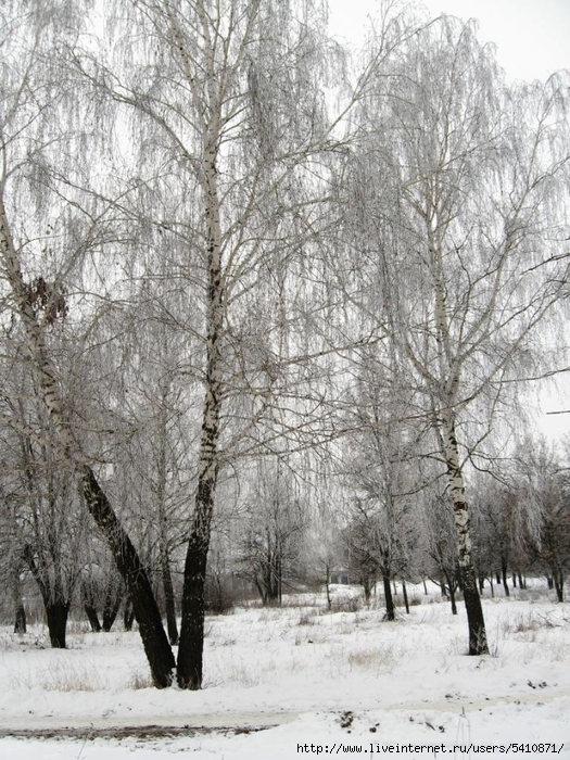 IMG_6543 (525x700, 362Kb)