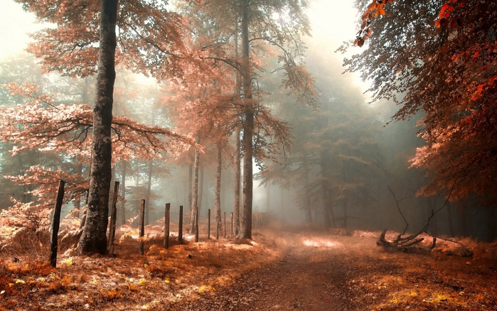 ComputerDesktopWallpapersCollection858_024 (700x437, 301Kb)