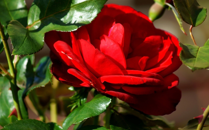 ComputerDesktopWallpapersCollection858_054 (700x437, 202Kb)