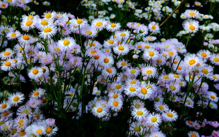 ComputerDesktopWallpapersCollection858_056 (700x437, 327Kb)