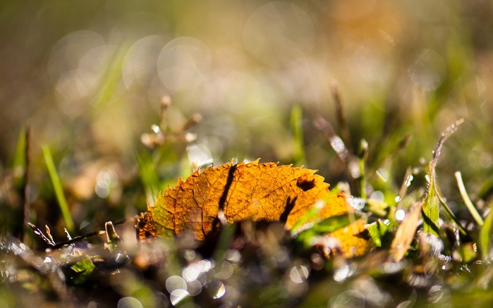 ComputerDesktopWallpapersCollection858_070 (700x437, 215Kb)