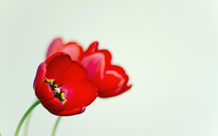 ComputerDesktopWallpapersCollection862_064 (700x437, 95Kb)