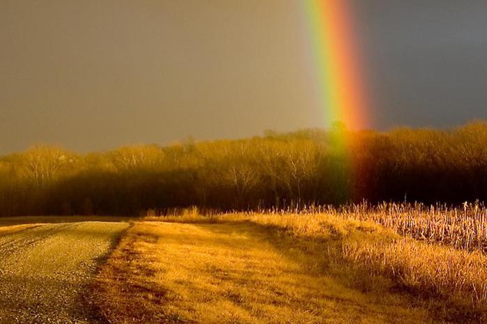 rainbow-the-eye-field (700x465, 43Kb)