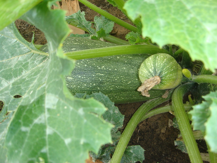 1392640193_DSC02008 (700x525, 149Kb)