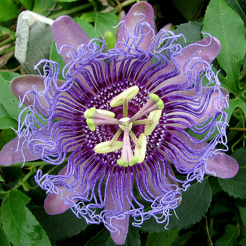 4607702_passiflora_9 (500x500, 254Kb)