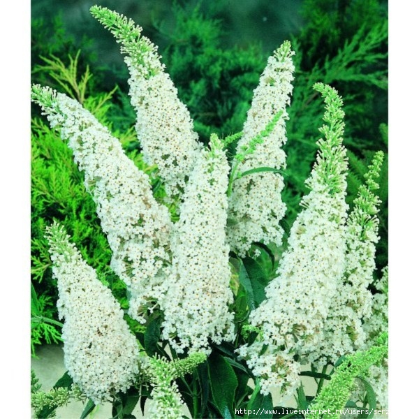 Буддлея-Давида-White-Profusion.-Buddleia-davidii-White-Profusion-. (600x600, 293Kb)