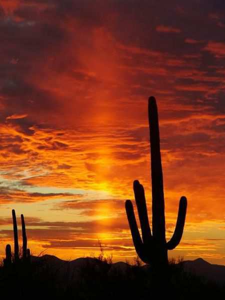 450px-Sunset_in_Saguaro_National_Park (450x600, 19Kb)