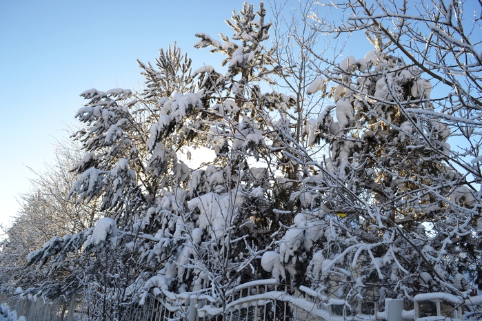 DSC_1279 (700x466, 338Kb)