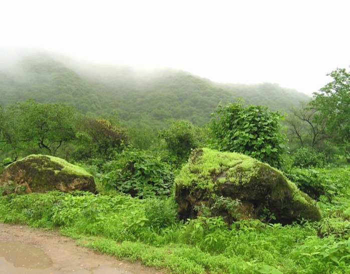 Salalah_Oman (700x548, 139Kb)