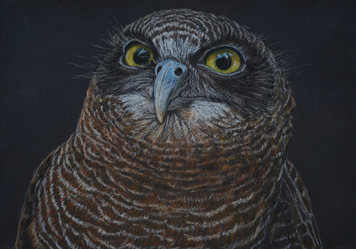 rufous-owl-drawing-rachel-newling (700x490, 449Kb)