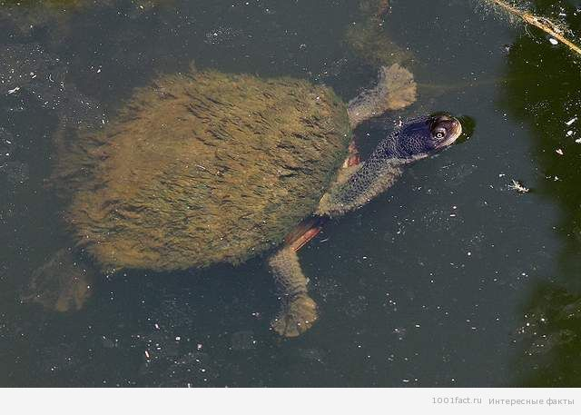 Eastern_Long-neck-Turtle-with-algae-Vic-3.1.2008 (640x457, 163Kb)