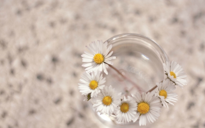 Wallpapers_2014 (71) (700x437, 140Kb)