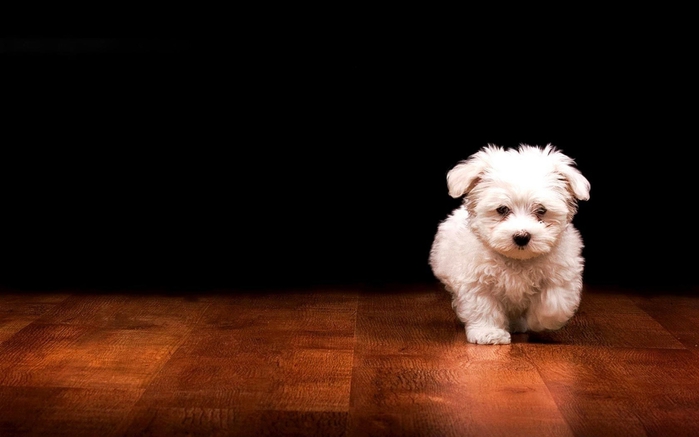 Wallpapers_2014 (659) (700x437, 107Kb)