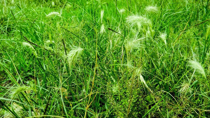 Grass (700x393, 329Kb)