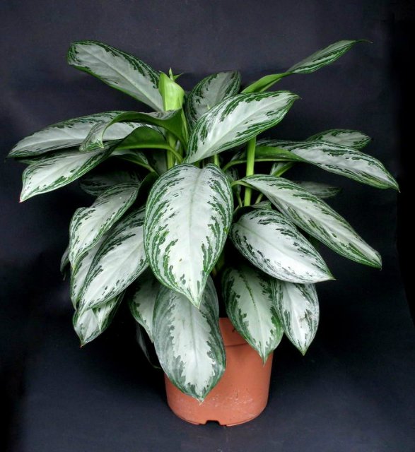 4582585_aglaonema_silver_bay_55 (587x640, 70Kb)