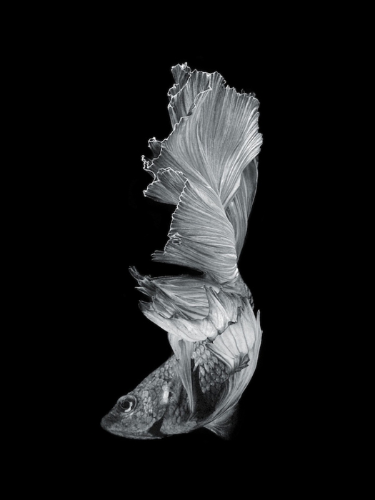 5580782_visaruteangkatavanichbettafish (525x700, 69Kb)