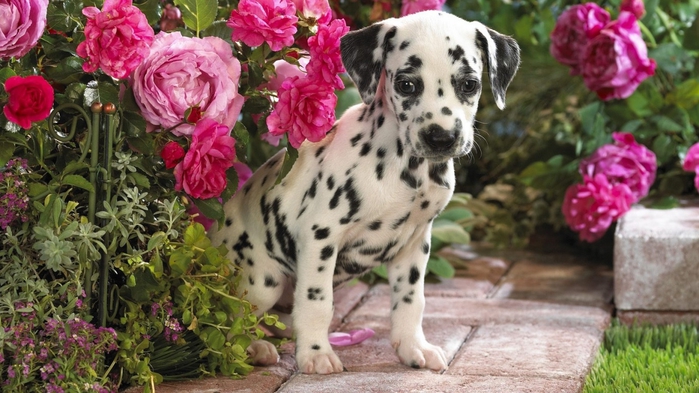 dalmatian-puppy-wallpapers_10817_1366x768 (700x393, 250Kb)