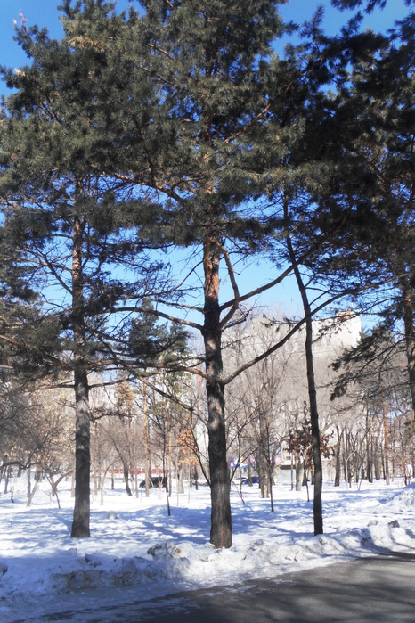 SDC10701 (466x700, 274Kb)