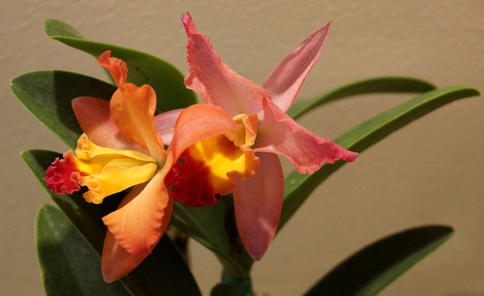 001_edited-3 (700x427, 232Kb)