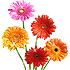 daisies8m_70 (70x70, 5Kb)