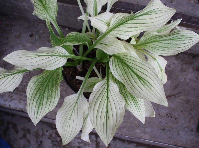 Hosta_Zebra (700x519, 87Kb)