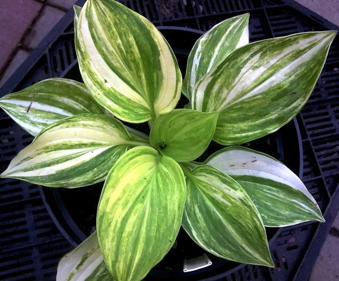 Hosta_Praise_Him (700x581, 86Kb)