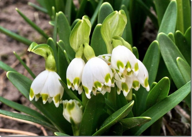 leucojum_vernum_20_3 (650x460, 169Kb)