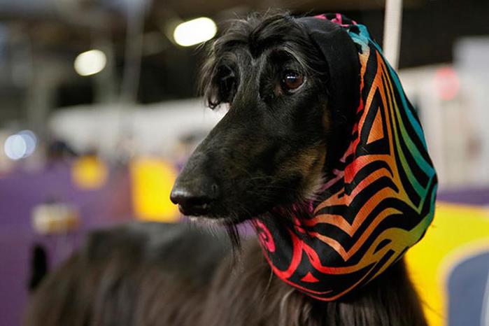 .   Westminster Kennel Club 2014