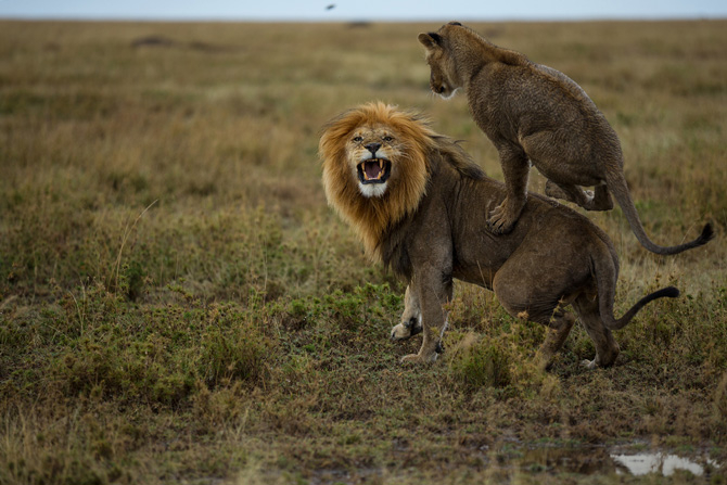 09-playful-female-leaps-on-hildur-670 (670x447, 284Kb)