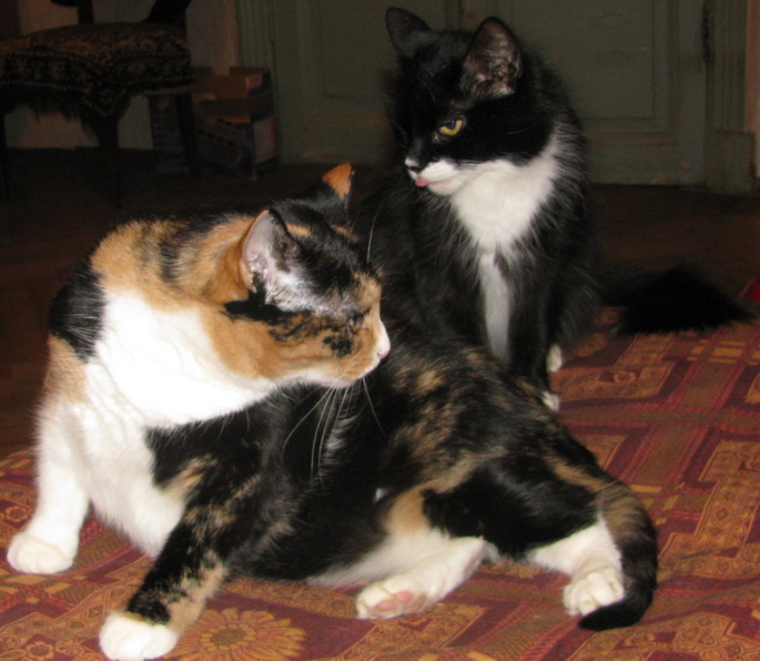 IMG_1877 (685x596, 135Kb)
