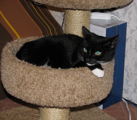 IMG_0573 -  (549x480, 119Kb)