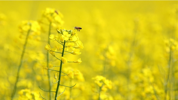 meadow-honey-852x480 (700x394, 218Kb)