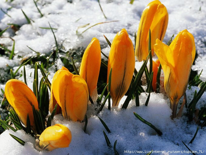 Yellow-flowers-in-snow-Wallpaper__yvt2 (680x510, 220Kb)